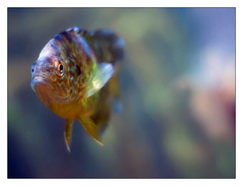 pesce001.jpg