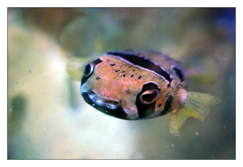 pesce002.jpg