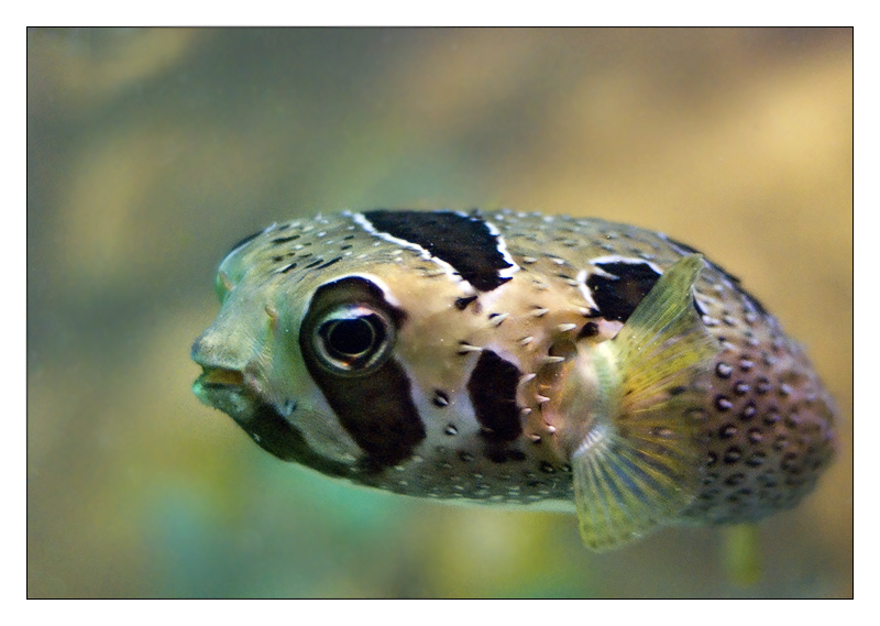pesce003.jpg