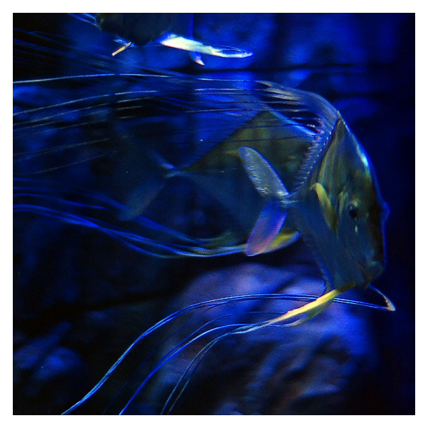 pesce004_scia.jpg