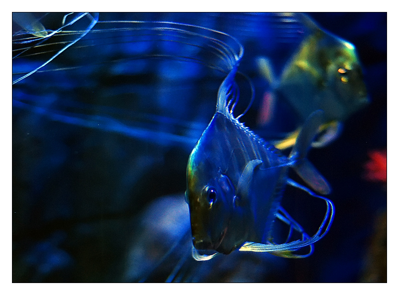 pesce005_scia.jpg