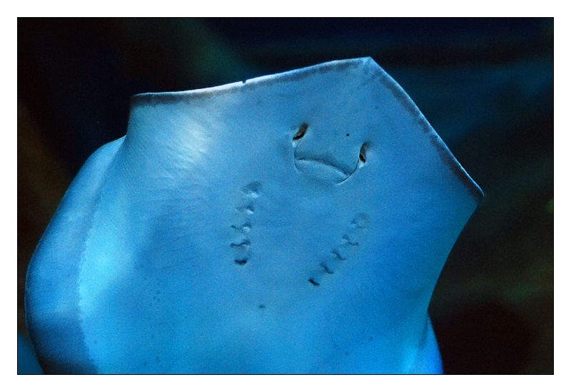 pesce006_razza_musetto.jpg