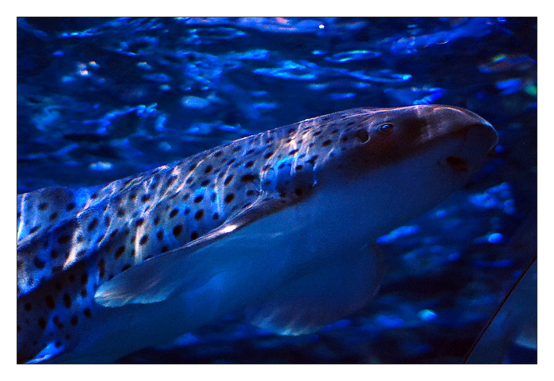 pesce007_squalo.jpg