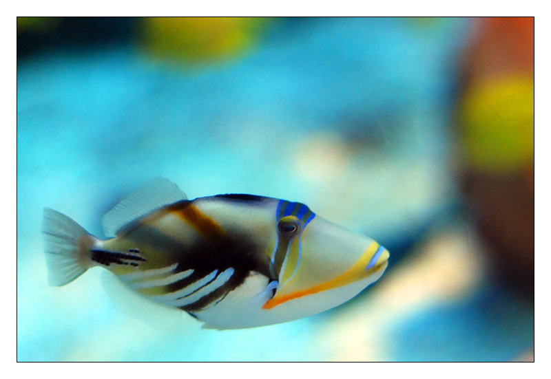 pesce009.jpg