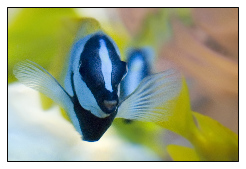 pesce010.jpg