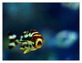 pesce008_ohhh