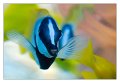 pesce010
