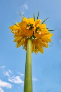 Fritillarie-bru-tulipani19-31