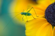 Rudbeckia-insetto