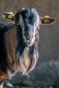 _BRU2185