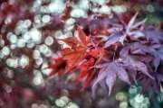 aceri-autunno01