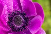 anemone_rosa01