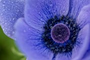 anemone_viola01