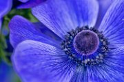 anemone_viola03