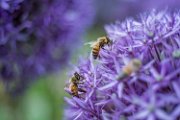 api-su-allium