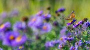 aster-farfalla01