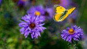 aster-farfalla02