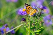 aster-farfalla04