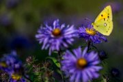 aster-farfalla05
