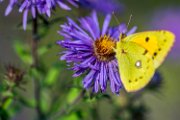 aster-farfalla06