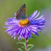 aster-farfalla07