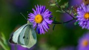 aster-farfalla08