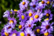 aster01