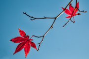 autunno-foglie