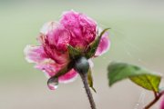 autunno-rosa01