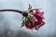 autunno-rosa02