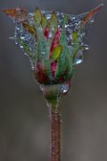 autunno-rosa03