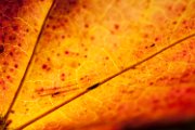 autunno06