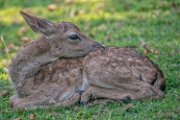 bambi