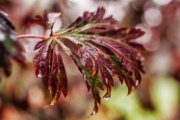 bru-autunno19-10