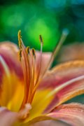 bru-hemerocallis-19-01