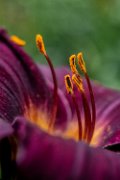 bru-hemerocallis-19-02