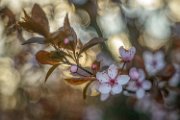 bru-prunus01