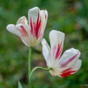 bru-tulipani135