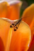bru-tulipani142