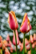 bru-tulipani19-37
