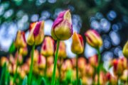 bru-tulipani19-38