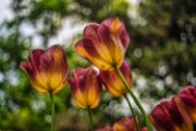 bru-tulipani19-41