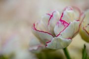 bru-tulipani19-44
