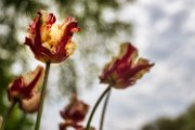 bru-tulipani19-45