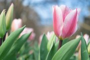 bru15-tulipani07