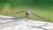 bru19-libellula01