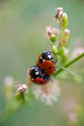 bru20-coccinelle01