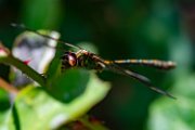 bru20-libellula01