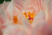bru20-peonie02