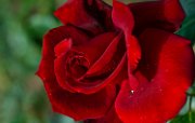 bru20-rose06
